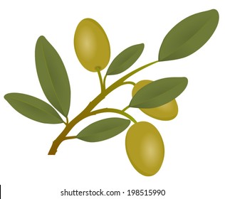 Three realistic green ripe olives on olive branch with leaves, vector art image illustration, isolated on white background, eps10