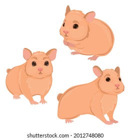 Three realistic hamsters on a white background - Vector illustration