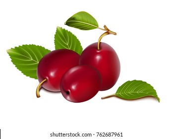 Three realistic plums on a white background. Vector illustration.