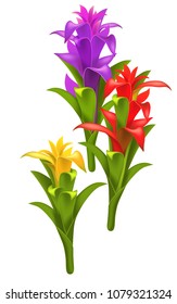 Three realistic red, purple and yellow guzmania flowers. Holiday design element. For greeting cards, posters, leaflets and brochures.