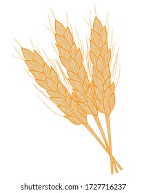 Three realistic spikelets of wheat in isolate on a white background. Cereal crop, agriculture or bakery theme .Vector illustration.
