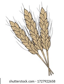 Three realistic spikelets of wheat in isolate on a white background. Cereal crop, agriculture or bakery theme .Vector illustration.