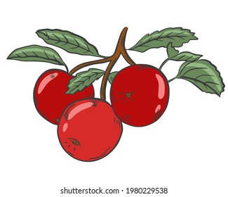Three red apples on a branch with leaves, vector. Fruits harvested from the tree, collection of agricultural products. Whole apple. Hand drawing.
