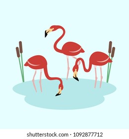 three red flamingo at the lake, standing in the water; funny vector cartoon illustration