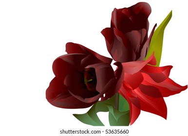 Three red flowers tulips