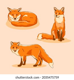 three red foxes. Lying, sitting, standing.