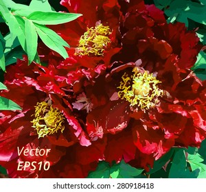 Three red peonies background vector for design workflow