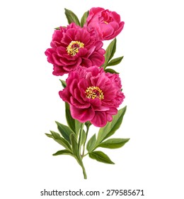 Three red peony