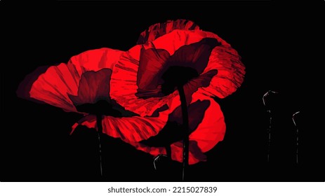 Three red poppies in backlit moonlight.Red poppy on a black background.Black background and juicy poppy.