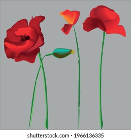 Three red poppies on a gray background.