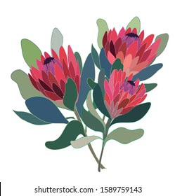 Three Red Proteas Set Isolated Vector Botanical Illustration Floral Design Wedding Bouquet Australian Flowers 