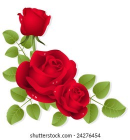 Three red roses on a white background