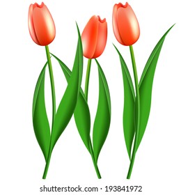 three red tulips