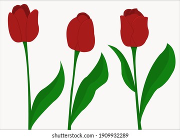 Three red tulips as flowers.