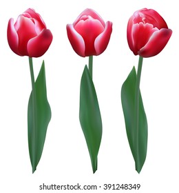 Three red tulips on white background.