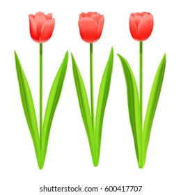 Three red tulips. Vector illustration of flowers.