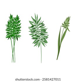 Three reed plants with long stems 