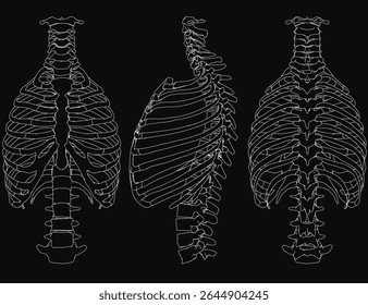 Three ribcage illustrations in black and white, arranged in a triangular formation on a dark background. The central ribcage is largest, flanked by two smaller ones, each labeled with size numbers.