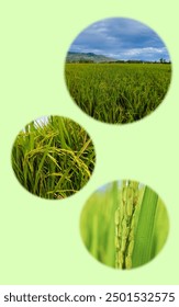 three rice plant icons in a circle on a green background