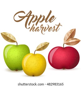 Three ripe apples - green, yellow and red - vector illustration. Colorful autumn apples with leaves.