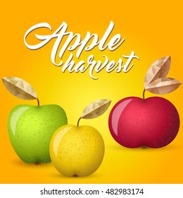 Three ripe apples - green, yellow and red - vector illustration. Colorful autumn apples with leaves.