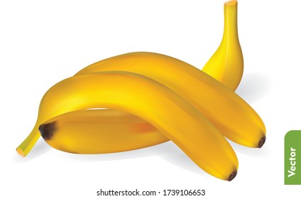 Three ripe banana on isolated background. Realistic vector illustration of yellow fruit for cooking, gastronomy, healthy eating and organic food advertising design.