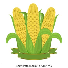 Three ripe corn with leaves and ribbon isolated on white background. Vector illustration.