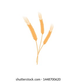 Three ripe dense spikelets. Vector illustration on white background. Three ripe dense spikelets. Vector illustration on white background.