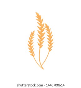 Three ripe ears are connected by stems. Vector illustration on white background.