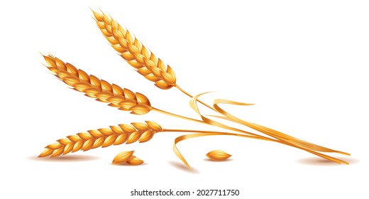 Three ripe ears of wheat. Vector illustration isolated on white background.