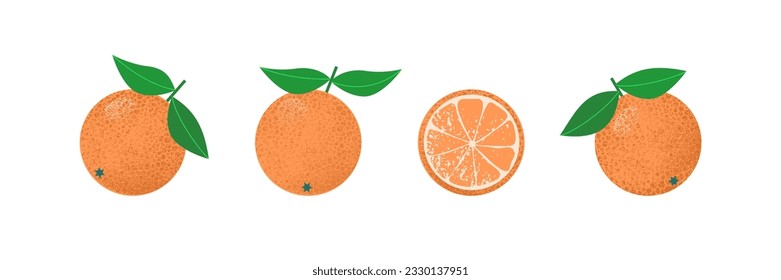 Three ripe oranges in peel with leaves and one in cut on white isolated background. Vector illustration of citrus fruits with textures in flat minimalistic style.