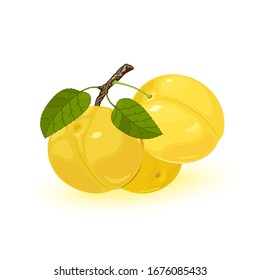 Three ripe yellow myrobalan or cherry plums are on brunch with green leaves. Edible juicy fruit with sweet and sour taste. Vector illustration isolated on white background for packing design.