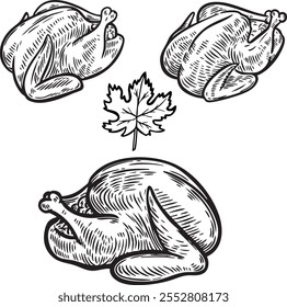 Três perus assados e Maple Leaf Vetor Line Desenho isolado no fundo branco.