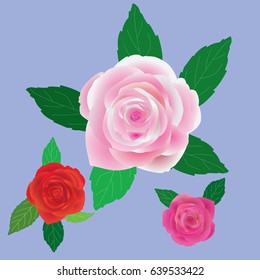 three rose vector design