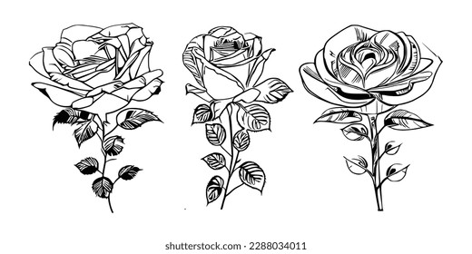 Three Roses Coloring Book showcases stunning depictions of three individual roses.