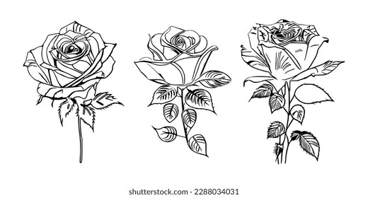 El libro de tres colores de rosas muestra impresionantes representaciones de tres rosas individuales.