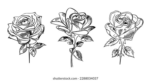 El libro de tres colores de rosas muestra impresionantes representaciones de tres rosas individuales.