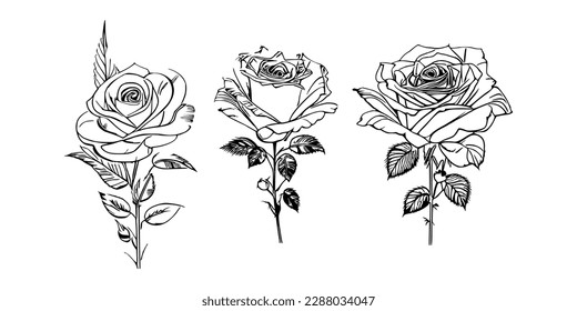 El libro de tres colores de rosas muestra impresionantes representaciones de tres rosas individuales.