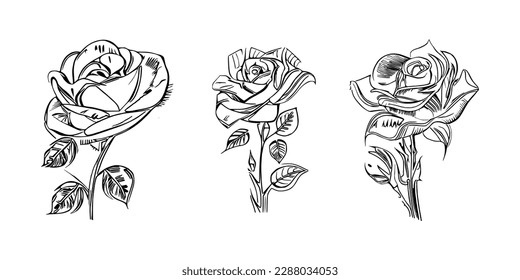 Three Roses Coloring Book showcases stunning depictions of three individual roses.