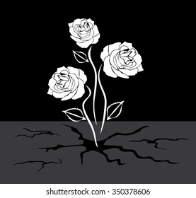 Three roses grows through the asphalt. Vector
