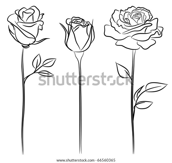 Three Roses Hand Drawn Style Stock Vector (Royalty Free) 66560365