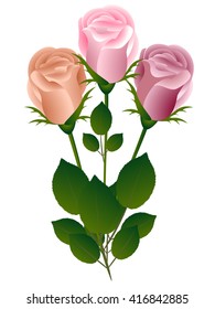 Three roses on a white background.