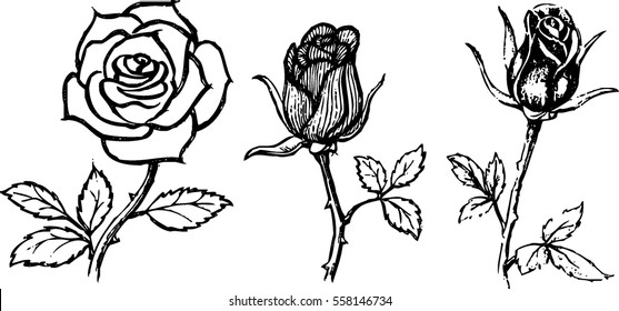 Three Roses Sketch