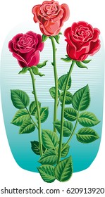 Three roses with their stems and leaves.