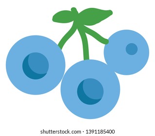 Three round blueberries forest fruit 