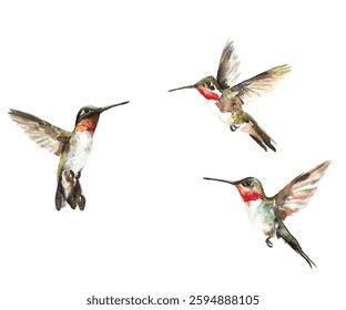 Three ruby-throated hummingbirds in mid-flight vector illustration. Tiny colibri birds flying isolated on white background. Birdwatching concept. Free flying colibri small birds.