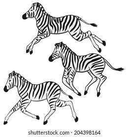 Three running zebras illustration