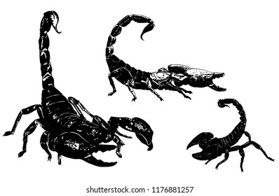 three scorpions venomous poisonous arachnids set