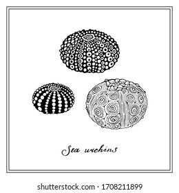 Three Sea Urchins. Seashell. Black and white square card. Hand-drawn collection of greeting cards. Vector illustration.