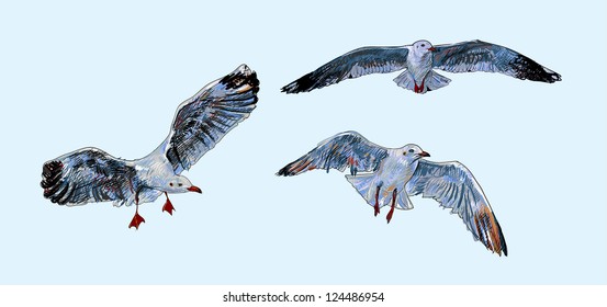 Three Seagull is flying on the light blue background.